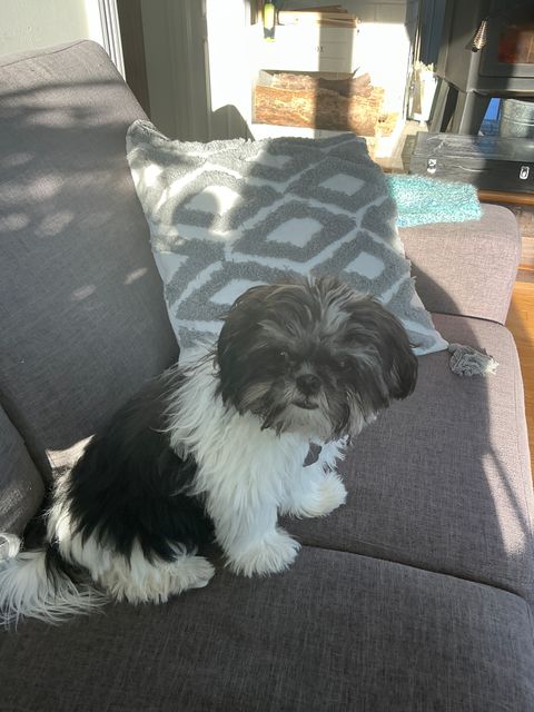 Lost Shith tzu noir et blanc named MAX in Lévis