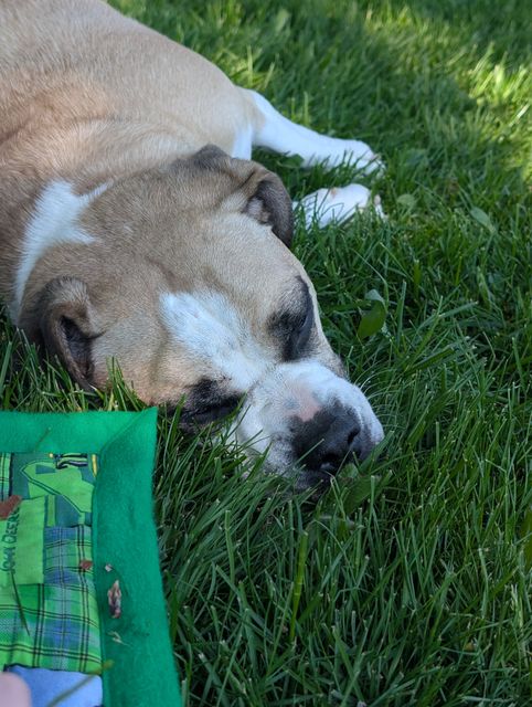 Lost Dog light brown named Frankie in Kingston