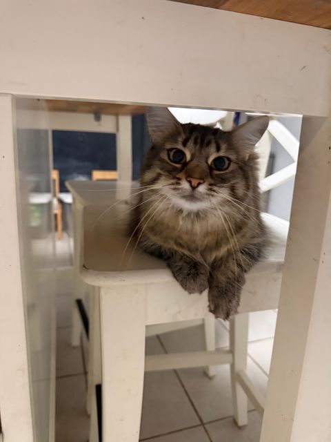 Lost Cat tabby named Summer in Brockville