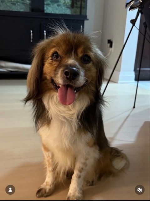 Lost Spaniel Mix light brown named Bean in Richmond Hill