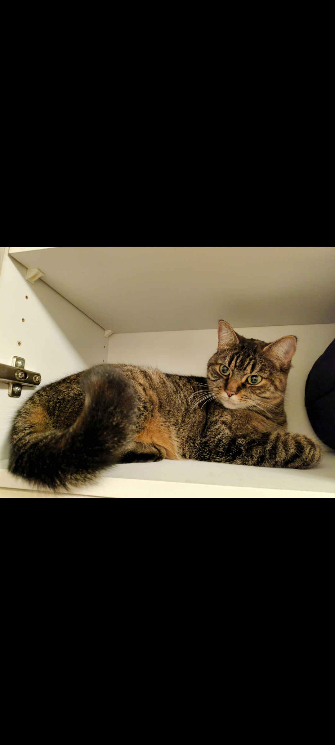 Noel