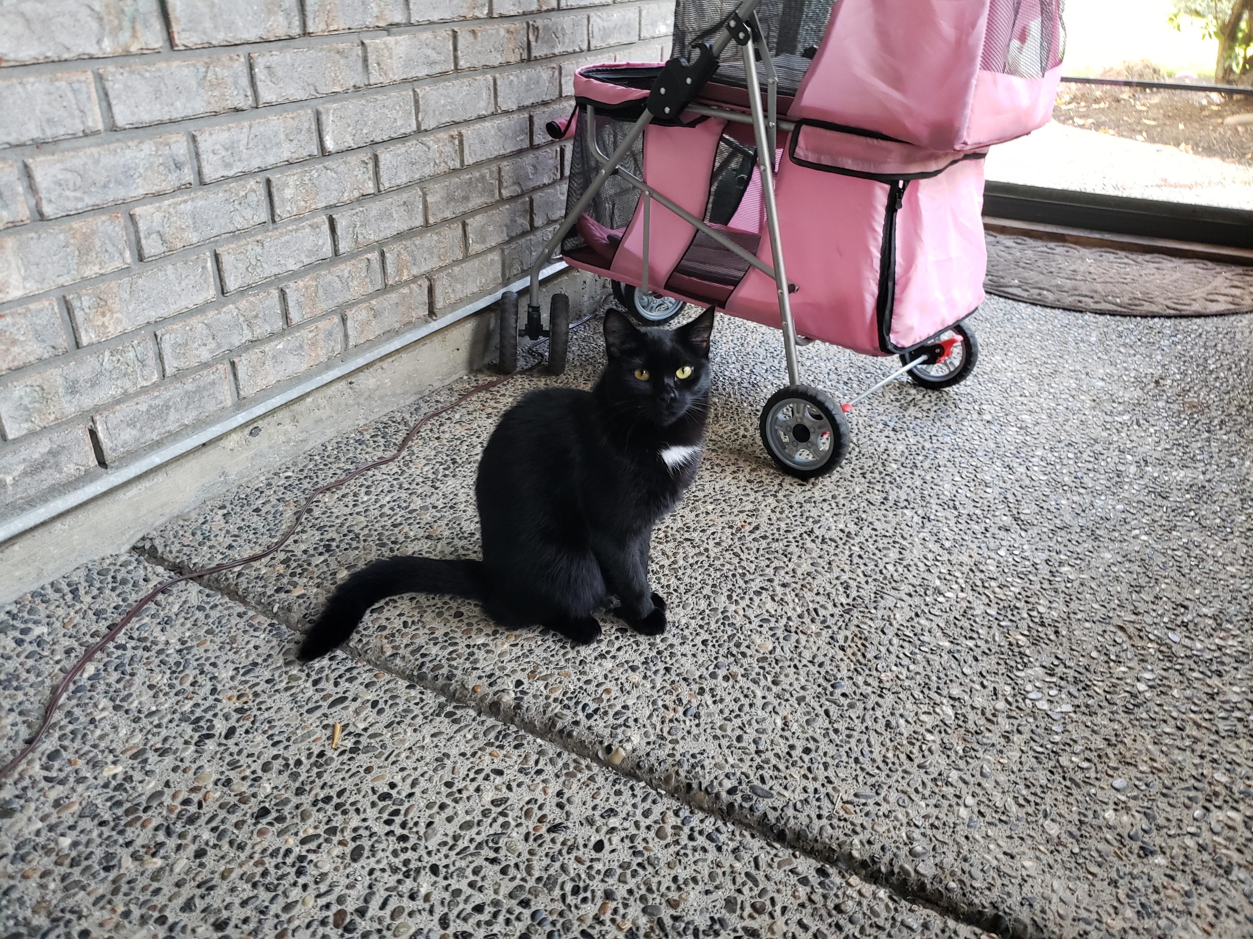 Lost Cat black named Buddy in LANGLEY