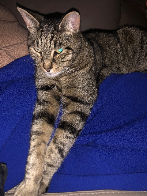 Lost brown tabby stripped browns and beige colours named Rocky in Toronto