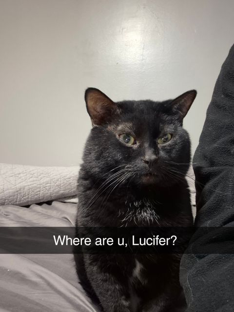 Lost Cat black named Lucifer in Thompson