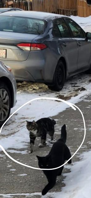 Lost Domestic shorthair gray tabby named Tinkerbell in Calgary