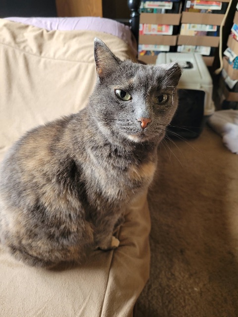 Lost Cat grey named Peaches in Moose Jaw