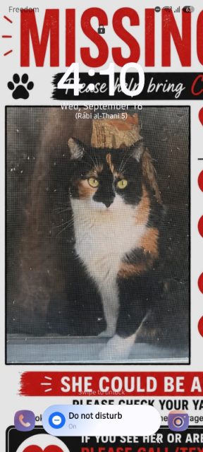 Lost Calico black on top with patches of orange, all white underneath named Cali in Scarborough