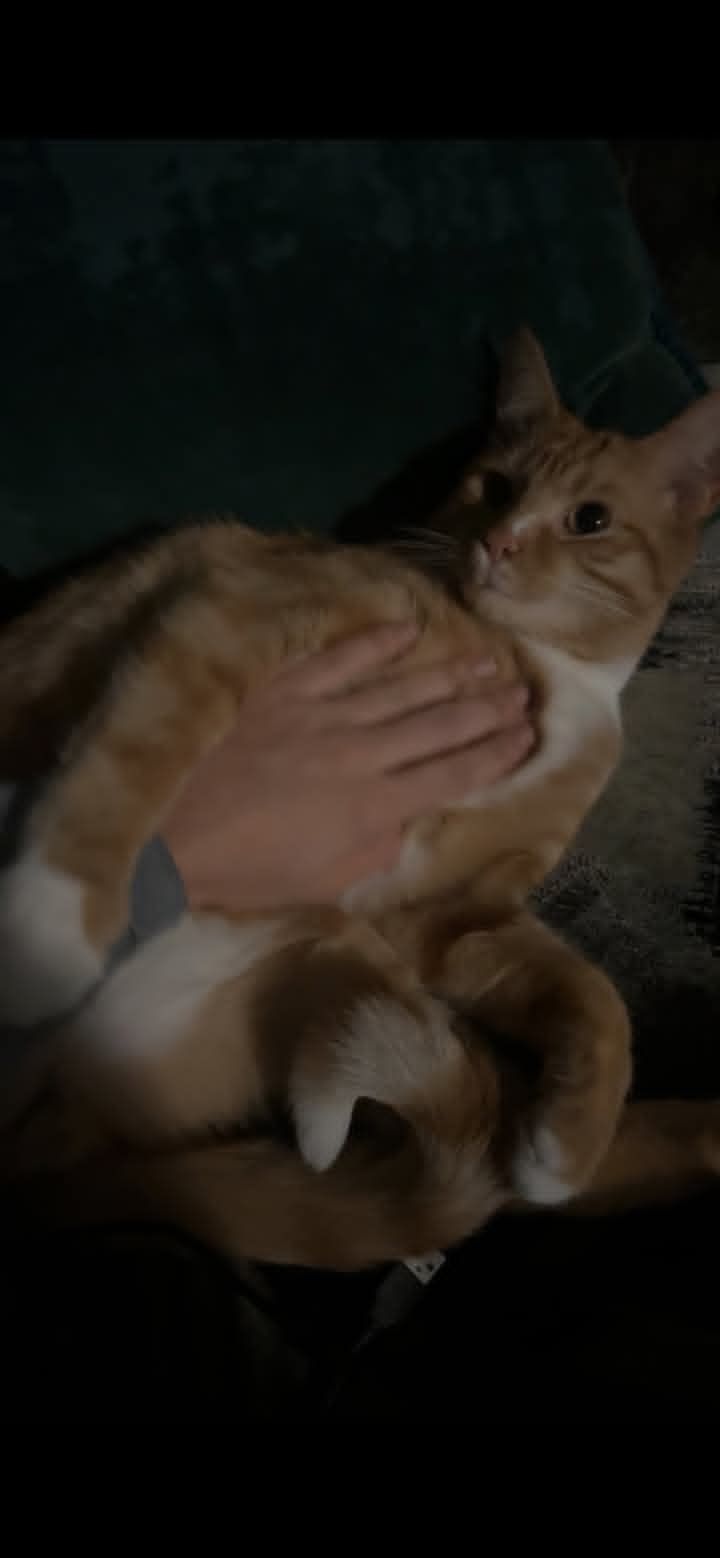 Mogyoró