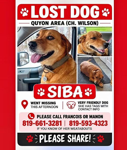 Lost Labrador light brown named SIBA in Quyon Pontiac