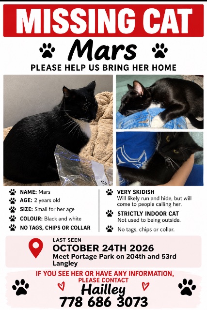Lost tuxedo cat black and white named Mars in Langley
