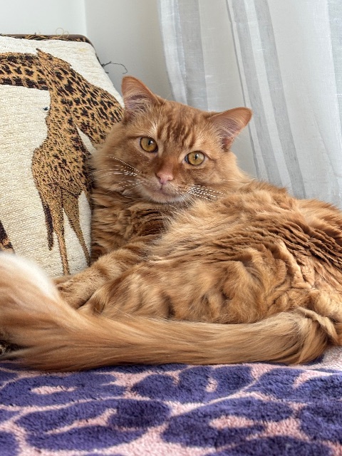 Lost Domestic red named Sunny in Richmond Hill