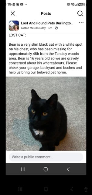 Found Black cat with white patch in my backyard in Elizabeth Gardens but he ran off in Burlington