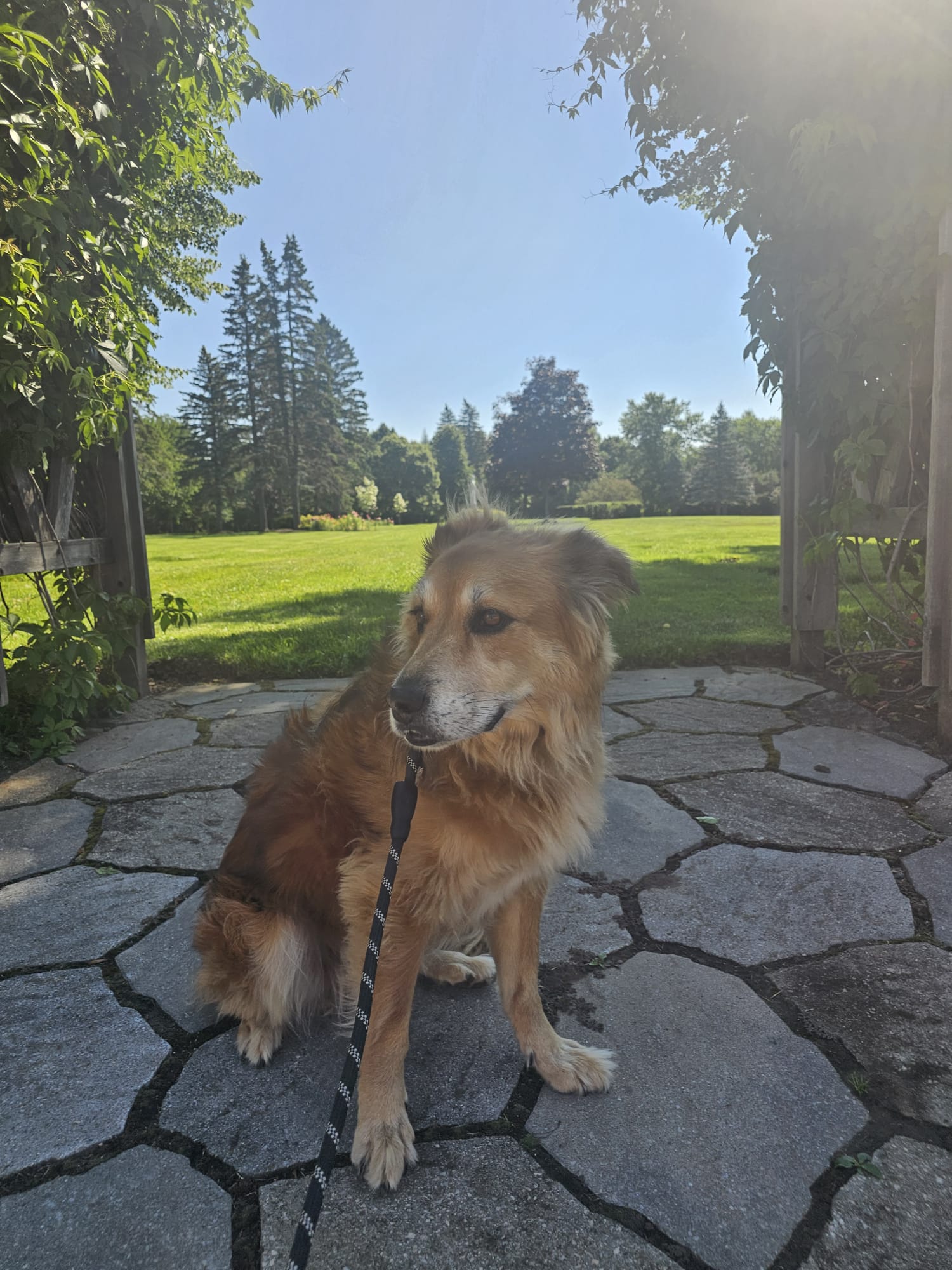 Lost Mixed brown/red named Max in Edmonton