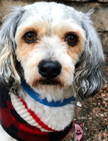 Lost Springerpoo white named Carter/Poppers in Cambridge