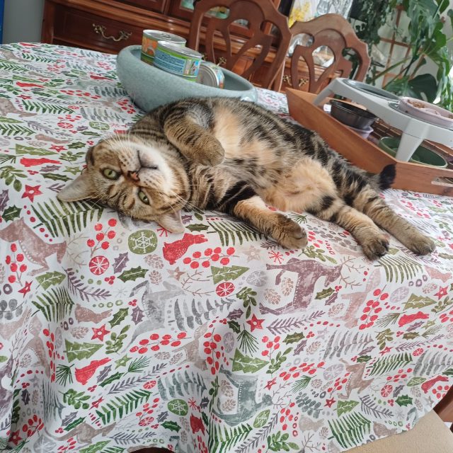 Lost American shorthair brown tabby named Tiger in Markham