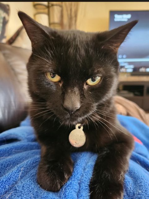 Lost Cat black named Silas in Oshawa