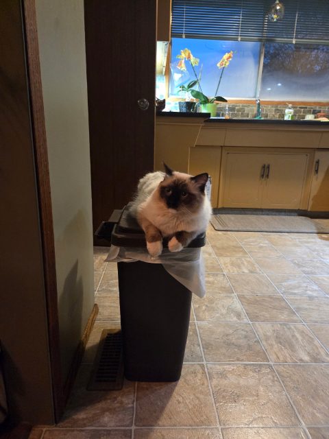 Lost Ragdoll beige named Henry in Edmonton