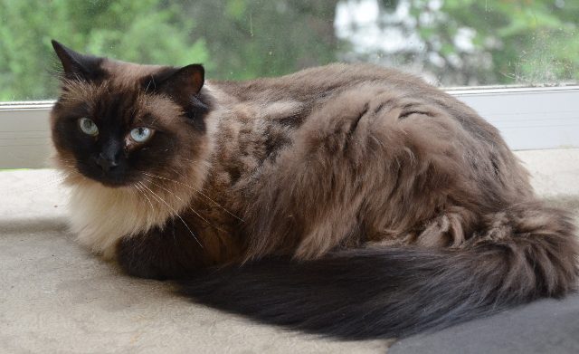 Lost Siamese Ragdoll tan with dark ears, nose and tail. named Leia in Okotoks