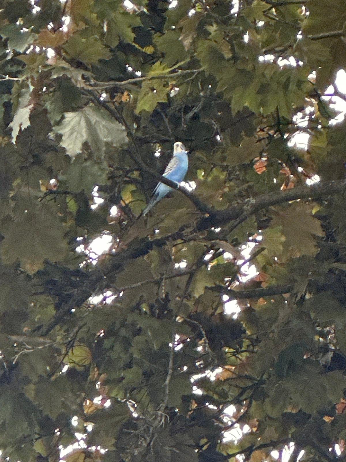 Lost Budgie blue named Bluebell in Toronto