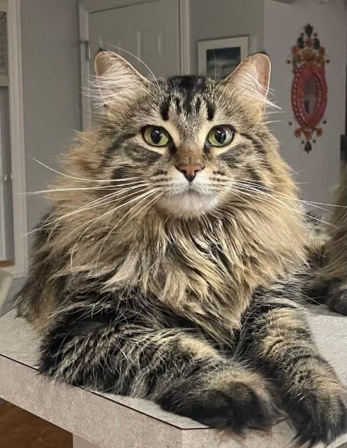 Lost Domestic Long hair cross brown "tiger" named Miss Beans in Edmonton