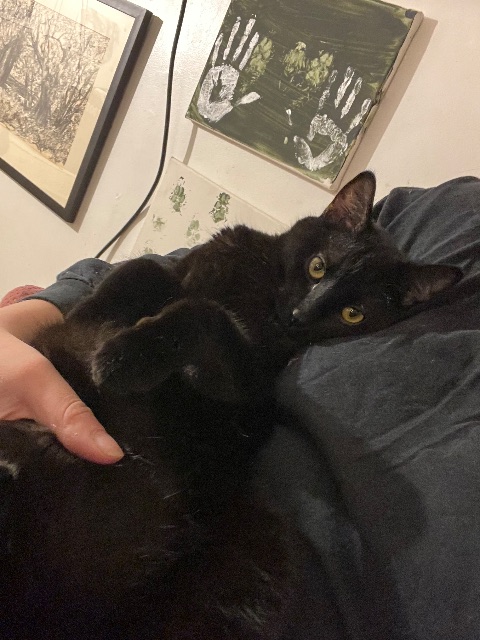 Lost DOMESTIC SHORTHAIR all black named THEODORE in Calgary