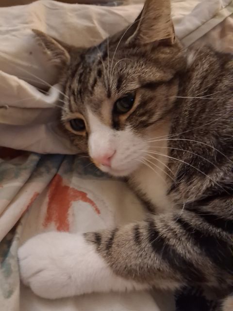 Lost Tabby gray black stripes white paws and underneath named Star in Langley