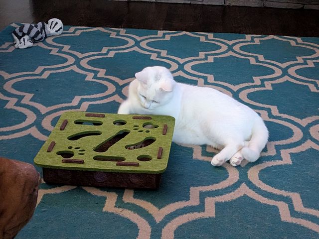 Lost American Shorthair white named Cucumber in Owen Sound