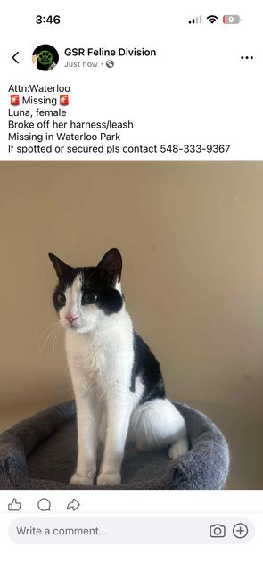 Lost Domestic named Luna in Waterloo
