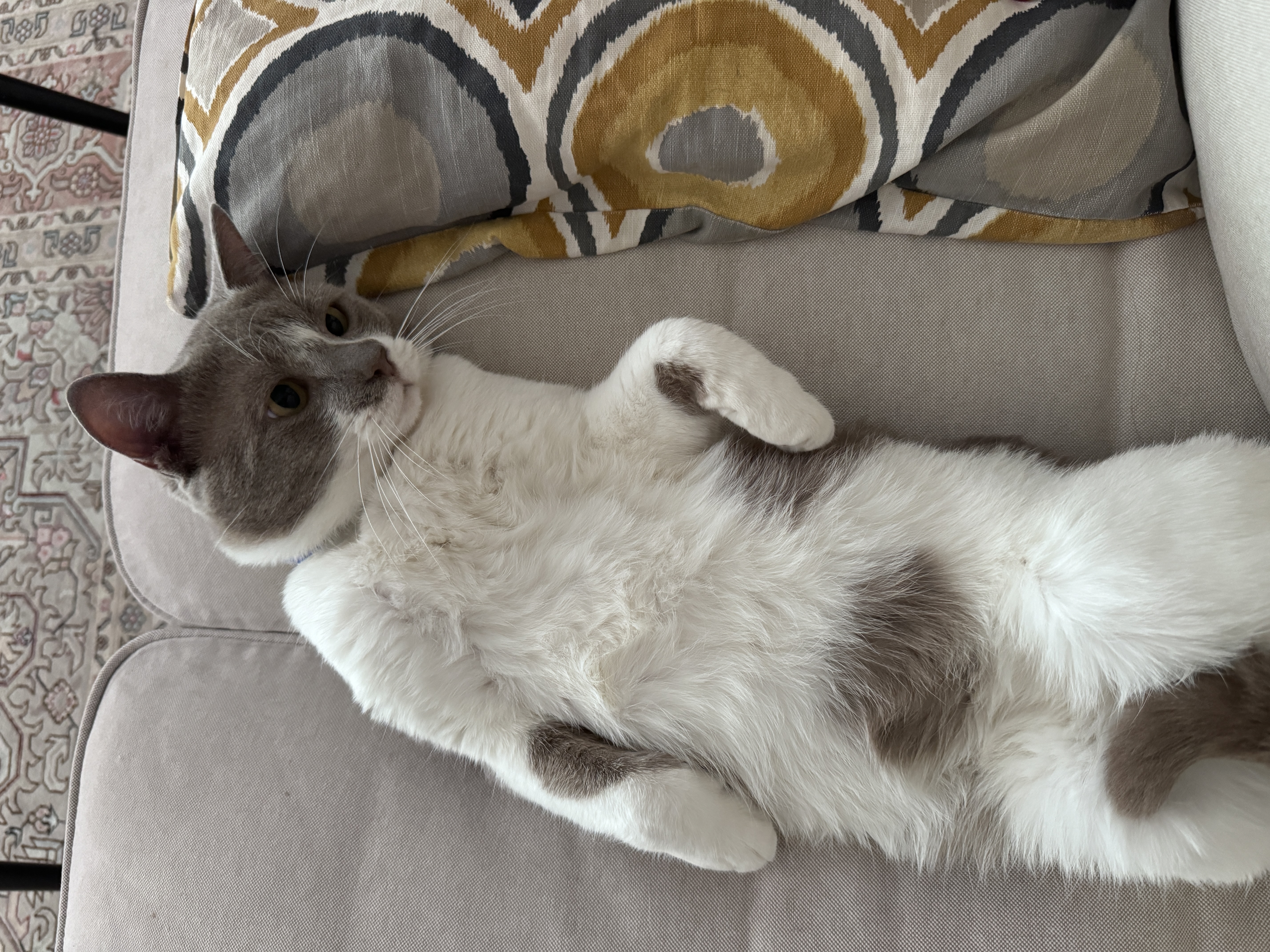 Coco