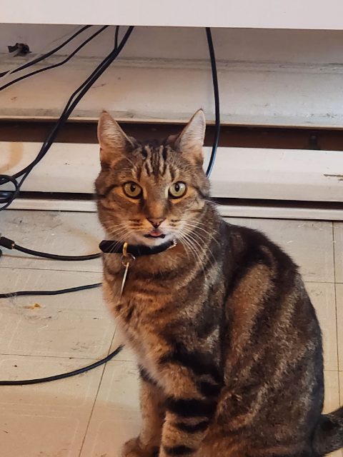 Lost Shorthair Tabby light brown/golden named Talos in Montréal