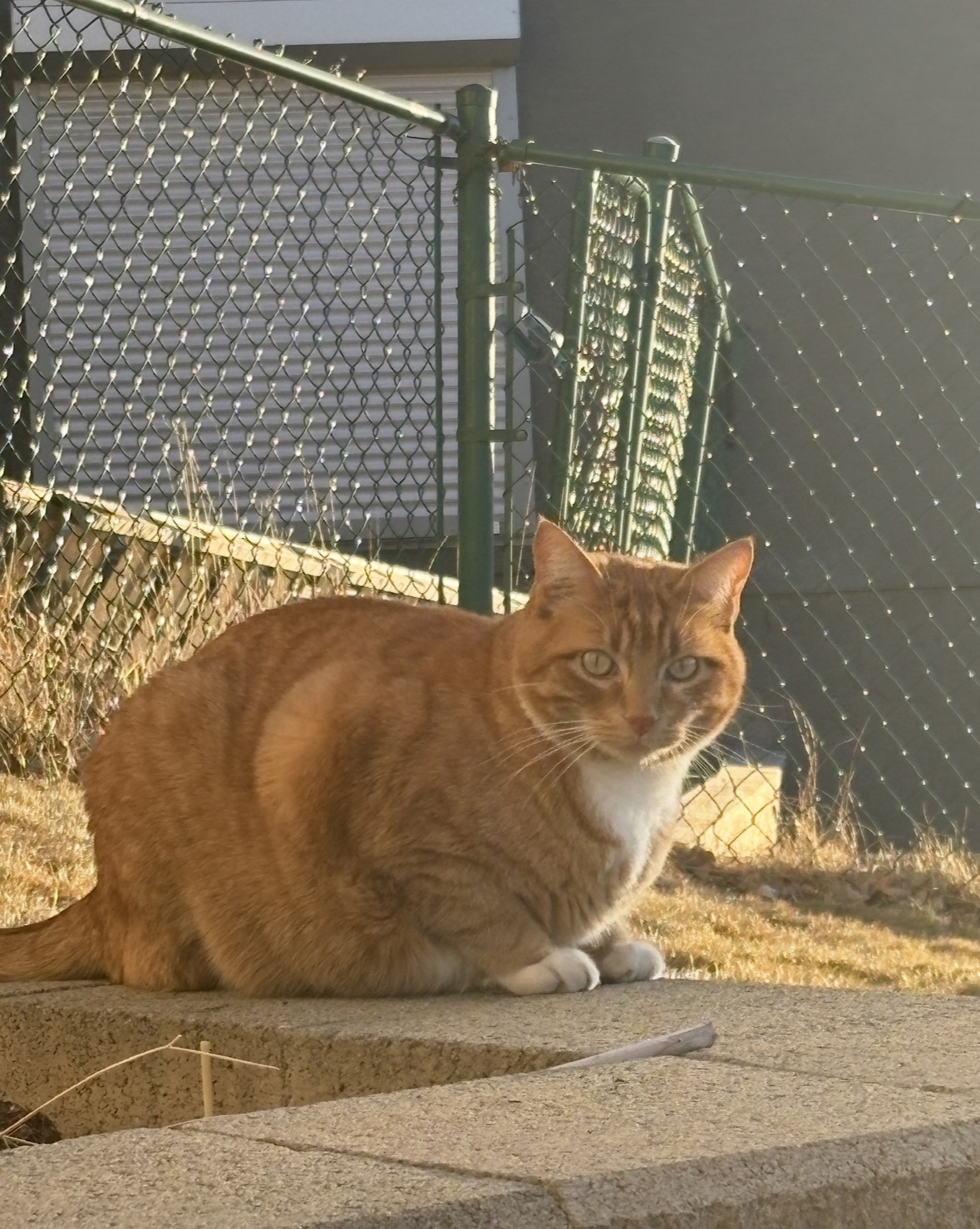 Cornelius