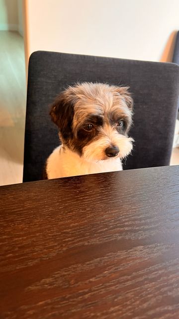Lost Mix black and white named Bubble in Richmond