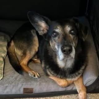 Lost German shepherd dog blach and light brown at the legs named Sammy in Waterloo
