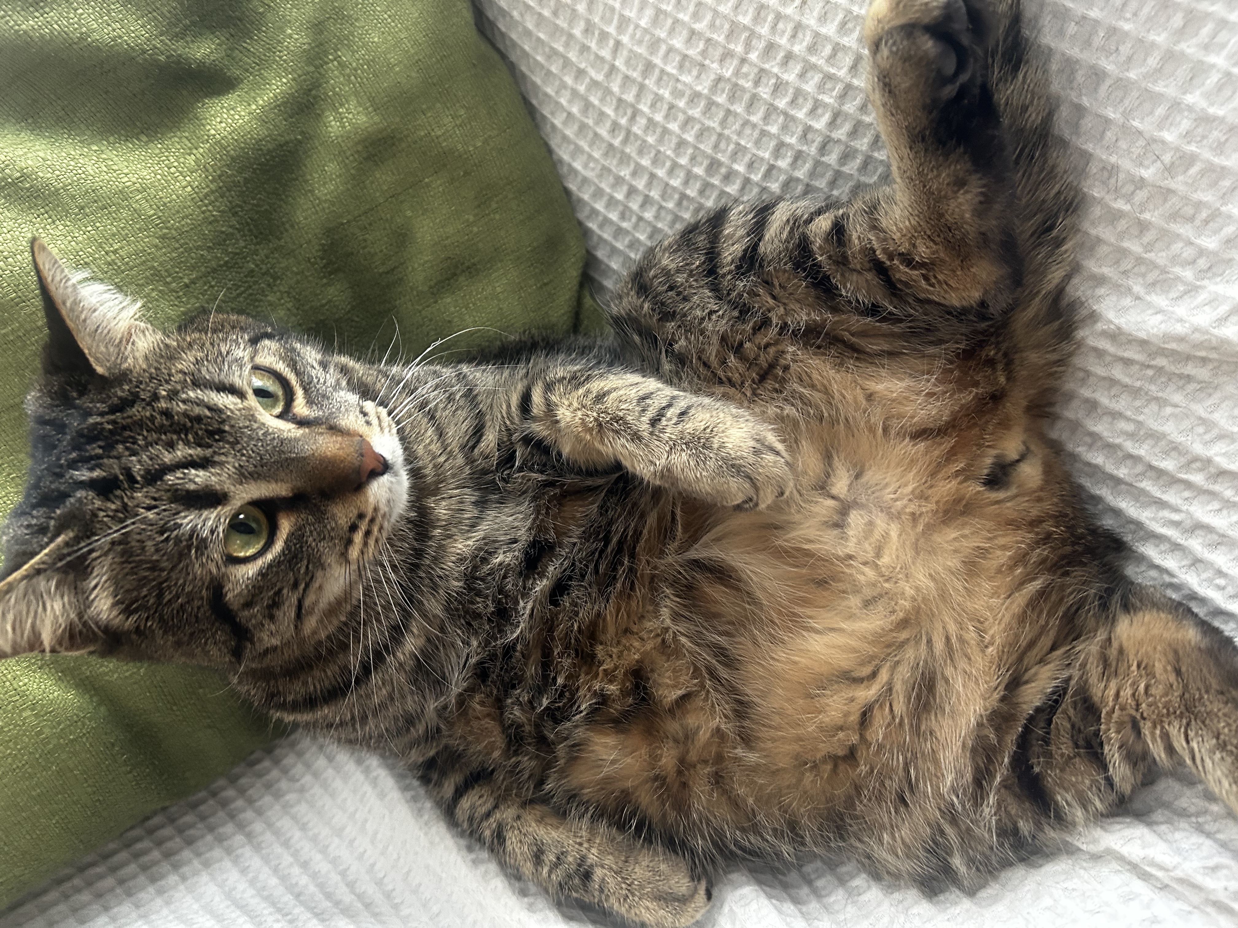 Lost Tabby brown named Skull in Calgary