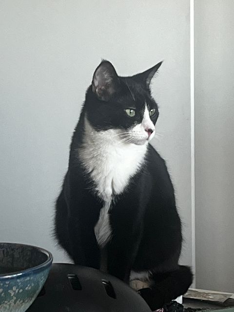 Lost Tuxedo black and white named BYNX in Calgary