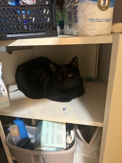 Lost domestic shorthair black named Beef in Montreal