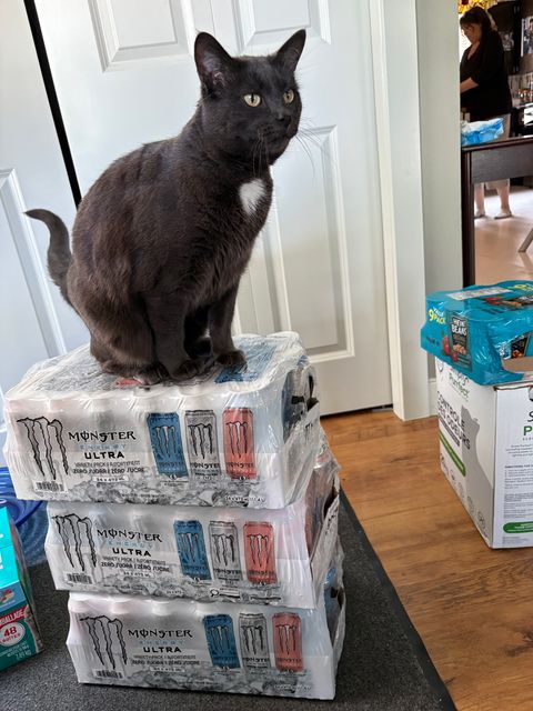 Lost Cat grey/black named Shadow in Calgary