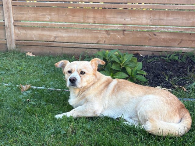 Lost Chinese village dog - looks similar a corgi mix tan/beige and white named Buffy in Mississauga
