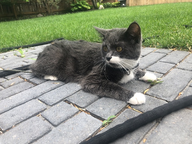 Lost Cat gray and white belly and paws named Molly in Winnipeg