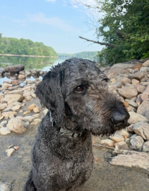 Lost Goldendoodle noir grisonnant named Billy in Trois-Rivières