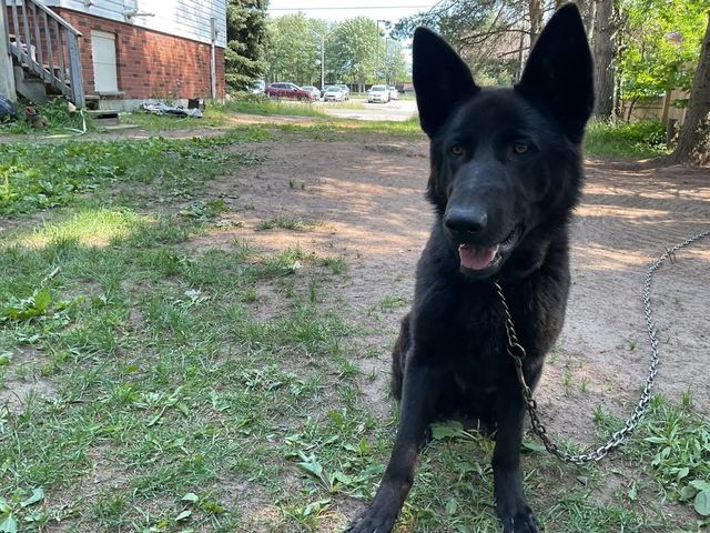 Lost german shepherd mix king shepherd black named sarah/ aka sheppy in Sault Ste. Marie