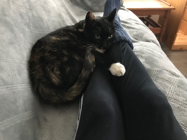 Lost Calico/Tortie black named Nu in Cornwall