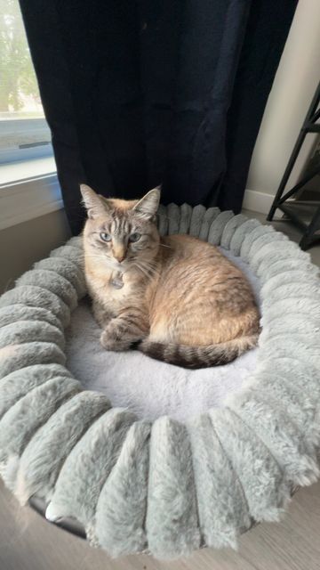Lost Seal Point Lynx beige, silverish named Chato in Sylvan Lake