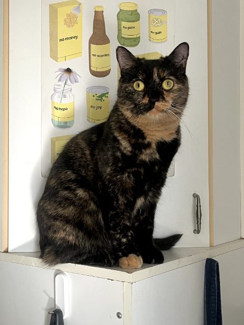 Lost Tortoiseshell black & orange named Honey in Montréal