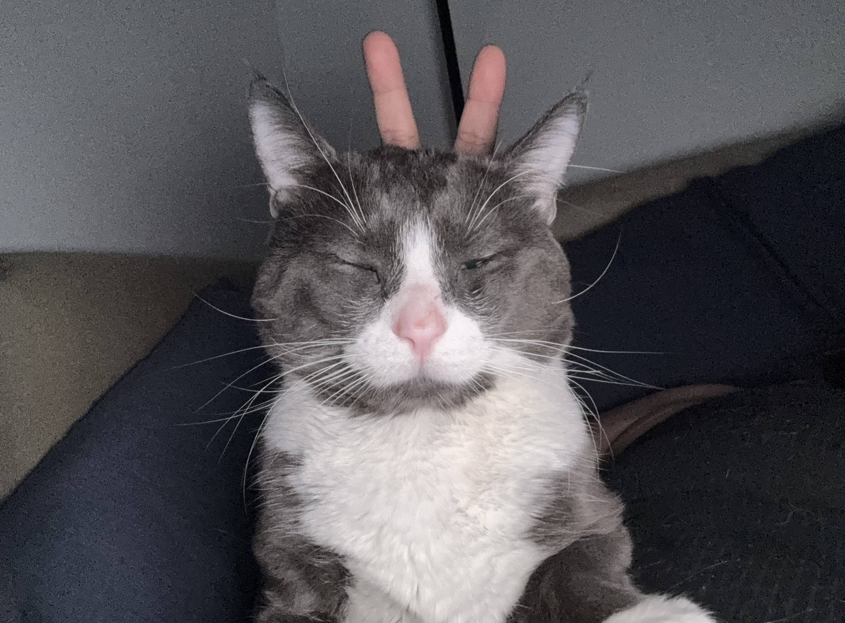Lost Tuxedo grey/ white chest named Nipsy in Calgary
