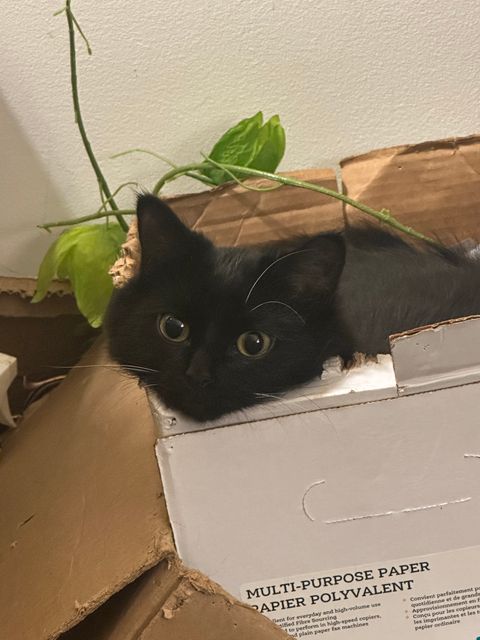 Lost Cat blackish brown named Tapioca /Tapipi in Ottawa