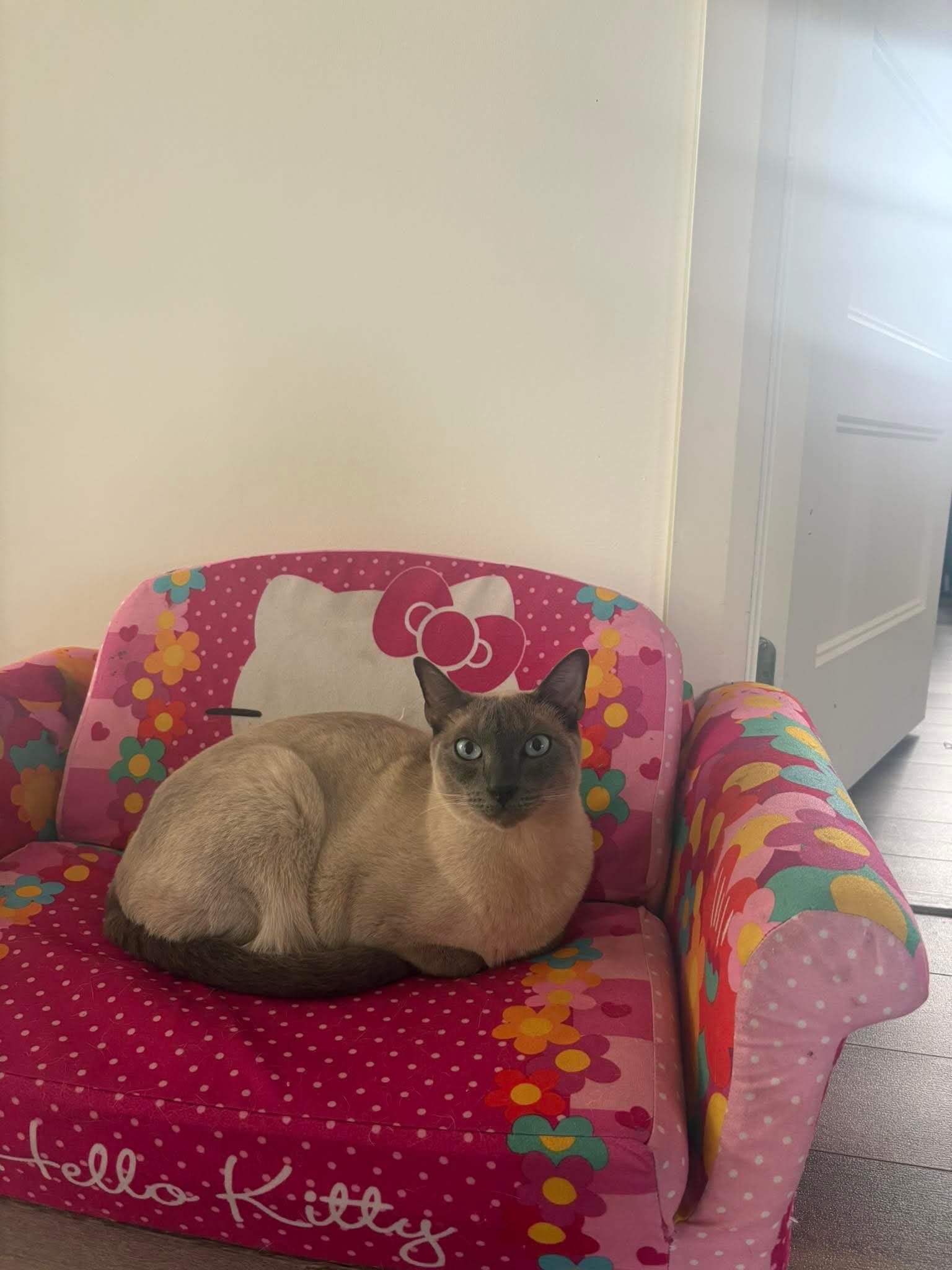 Lost Siamois Blue Point named Cookie in Drummondville