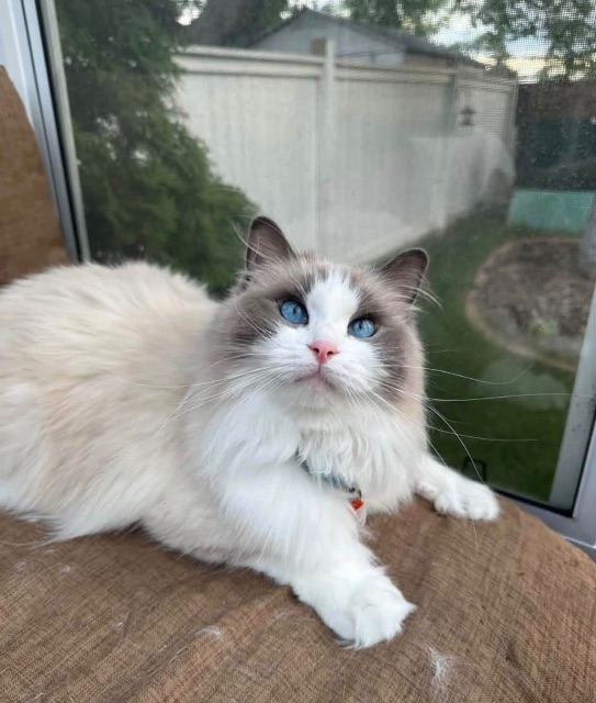 Lost Ragdoll white named Sina in Saskatoon