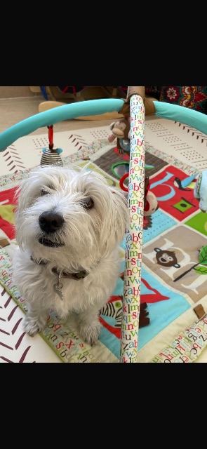 Lost White Highland White Terrier white named Mika in Calgary