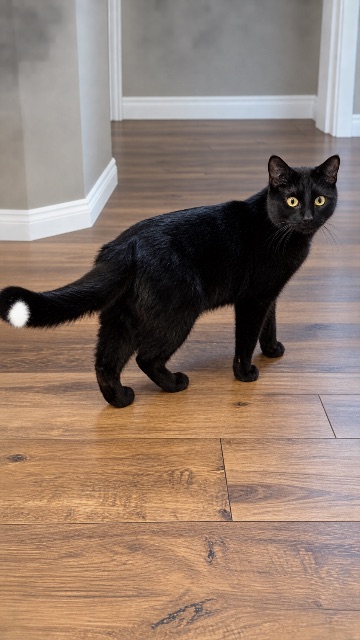 Lost Short Hair black named Joe in Winnipeg